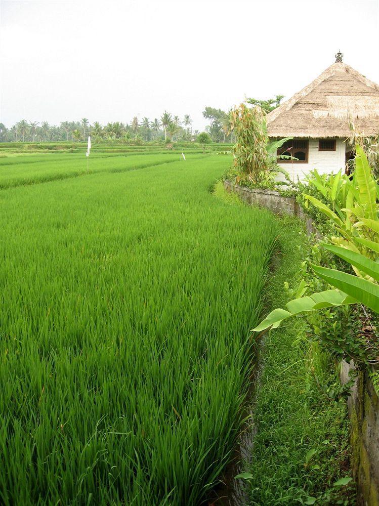 Terang Bulan Cottages Ubud Zewnętrze zdjęcie